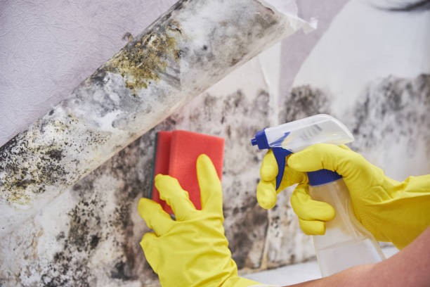 Best Comprehensive Air Testing for Mold Contaminants  in Rice Lake, WI